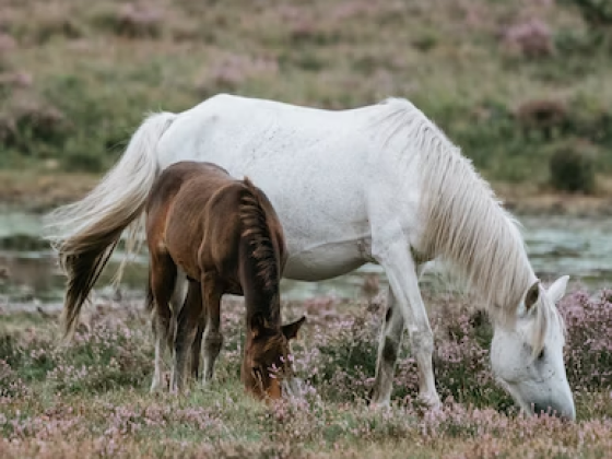 Cavalo grande branco e cavalo filhote marrom